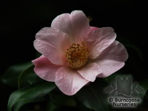 CAMELLIA 'J.C. Williams'  