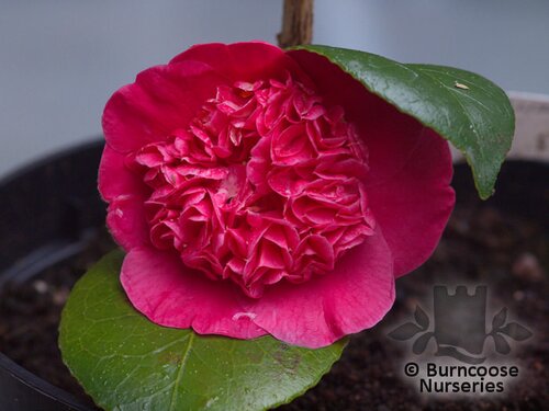 CAMELLIA 'Jingle Bells'  