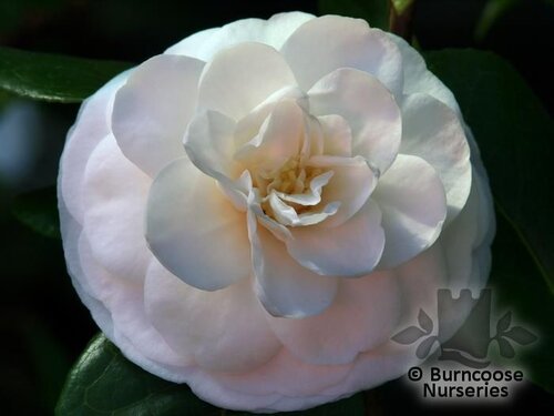 CAMELLIA 'Jovey Carlyon'  