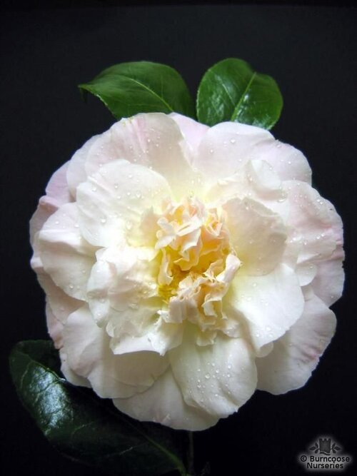 CAMELLIA 'Julia Hamiter'  