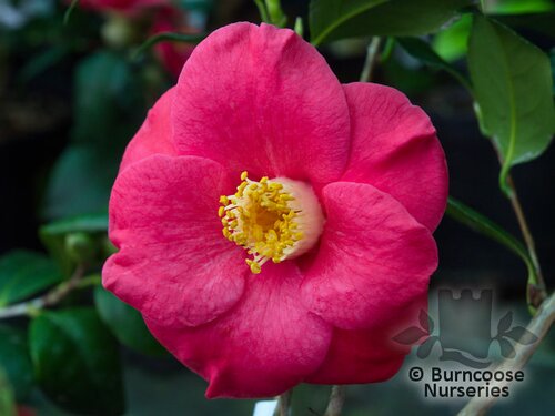 CAMELLIA 'Juno'  