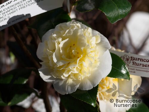 CAMELLIA 'Jury's Yellow'  