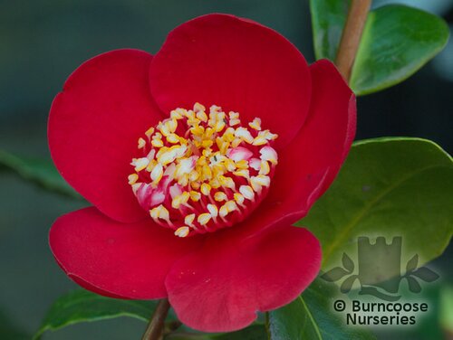 CAMELLIA 'Kimberley'  