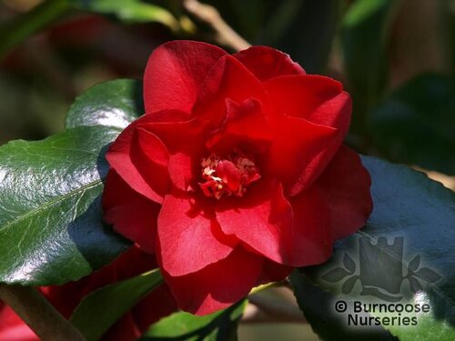 CAMELLIA 'Konron Jura'  