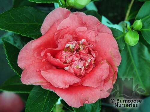 CAMELLIA 'Kramer's Beauty'  