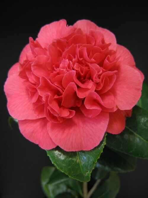 CAMELLIA 'Kramer's Supreme'  