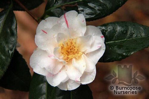 CAMELLIA 'Lady Vansittart'  