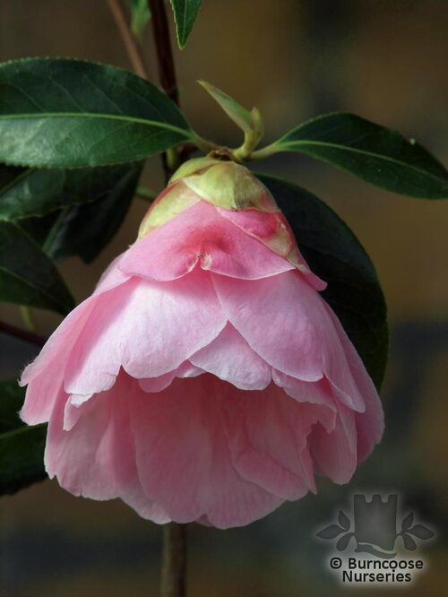 CAMELLIA 'Lady's Maid'  