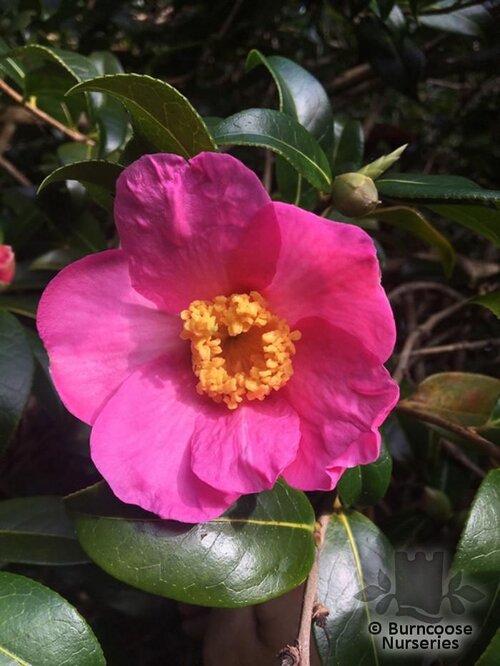 CAMELLIA 'Lanarth'  