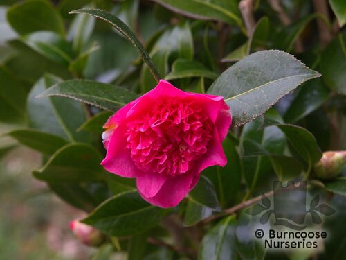 CAMELLIA 'Laura Boscawen'  