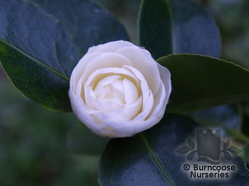CAMELLIA 'Lemon Drop'  