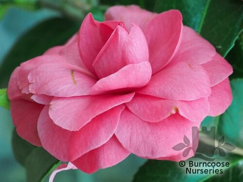 CAMELLIA 'L.T. Dees'  