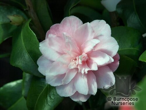 CAMELLIA maliflora  