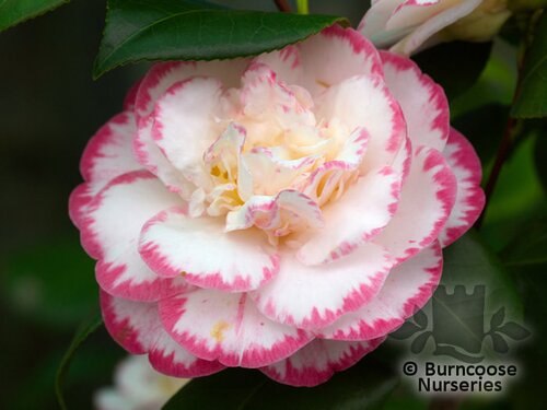 CAMELLIA 'Margaret Davis'  