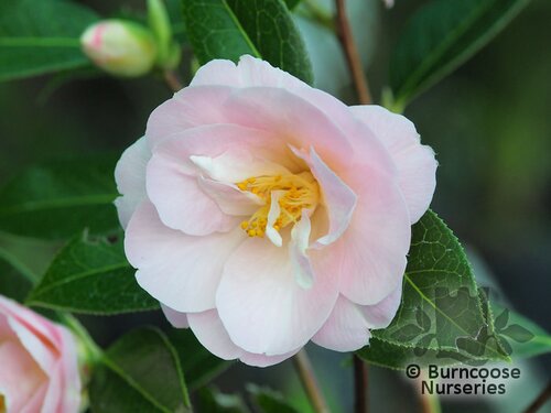 CAMELLIA 'Margaret Waterhouse'  