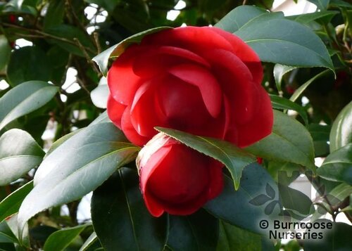 CAMELLIA 'Margherita Coleoni'  