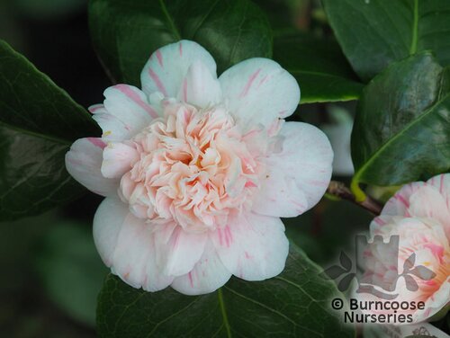 CAMELLIA 'Marguerite Guillon'  