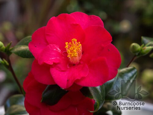 CAMELLIA 'Mars'  