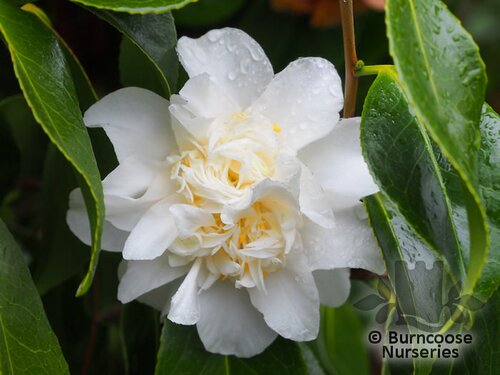 CAMELLIA 'Mary Costa'  