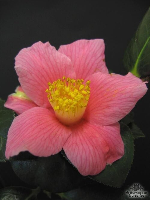 CAMELLIA 'Mary Jobson'  