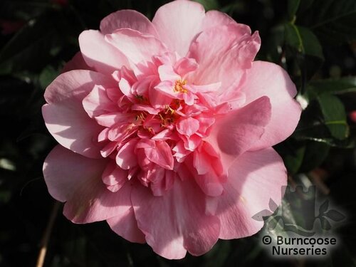 CAMELLIA 'Mary Phoebe Taylor'  