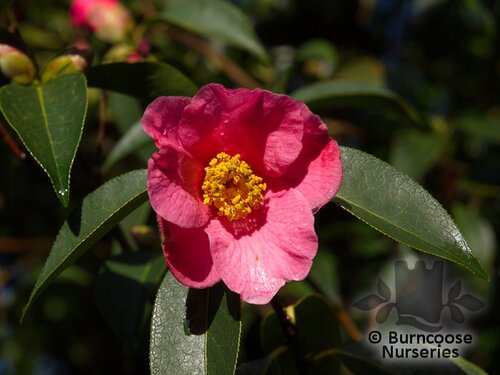 CAMELLIA 'Mary Williams'  