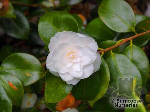 CAMELLIA 'Mathotiana Alba'  