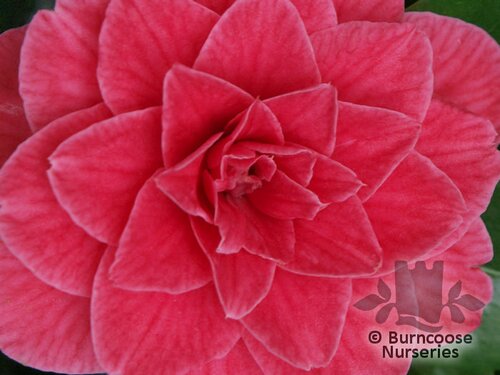 CAMELLIA 'Mathotiana Rubra'  