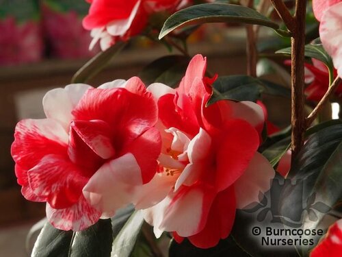 CAMELLIA 'Memphis Belle'  