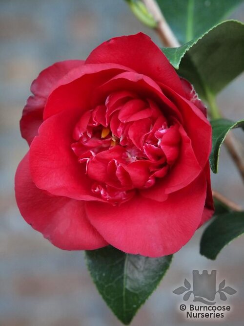 CAMELLIA 'Midnight'  