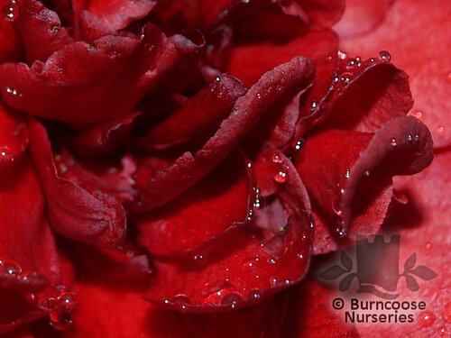 CAMELLIA 'Midnight Magic'  