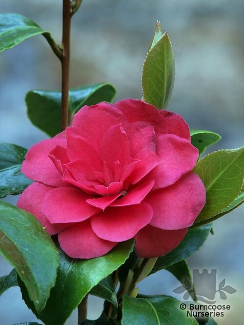 CAMELLIA 'Midsummer's Day'  