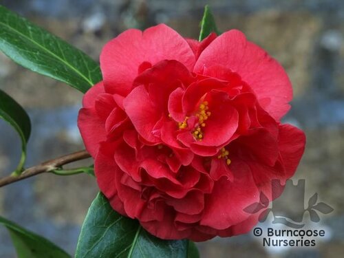 CAMELLIA 'Miss Charleston'  