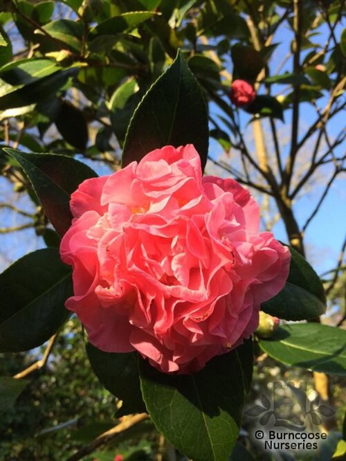 CAMELLIA 'Mona Jury'  