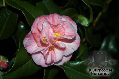 CAMELLIA 'Monica Dance'  
