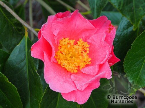 CAMELLIA 'Mouchang'  