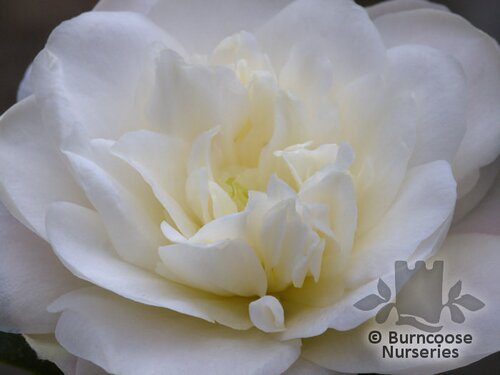 CAMELLIA 'Nobilissima'  