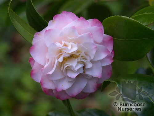 CAMELLIA 'Nuccio's Jewel'  