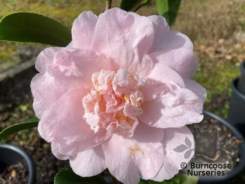 CAMELLIA 'Nuccio's Pink Lace'  