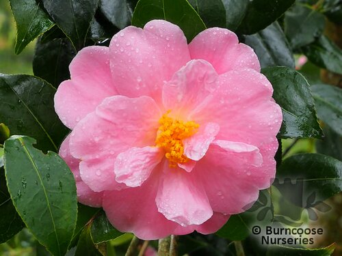 CAMELLIA 'Pink Icicle'  