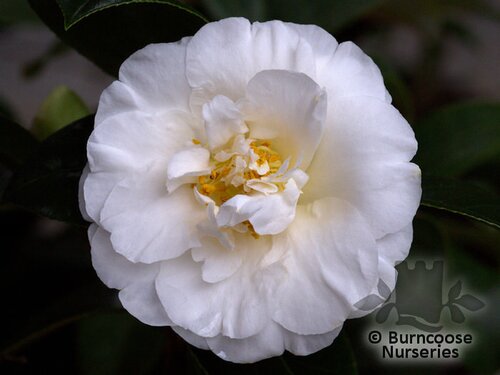 CAMELLIA 'Onetia Holland'  