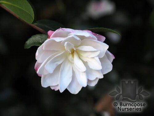 CAMELLIA 'Paradise Blush'  