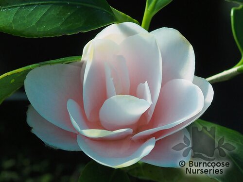 CAMELLIA 'Peach Blossom'  