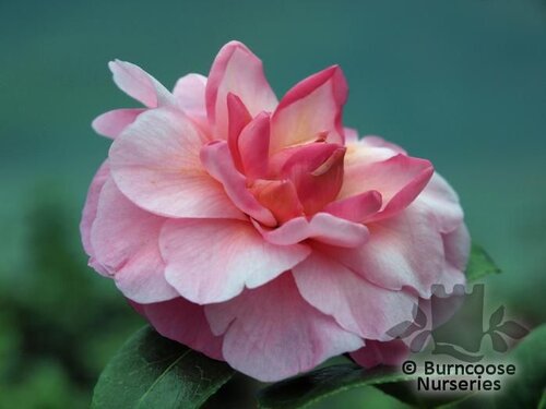 CAMELLIA 'Philippa Forwood'  
