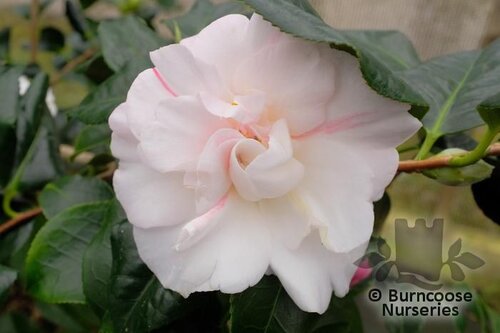 CAMELLIA 'Pink Clouds'  