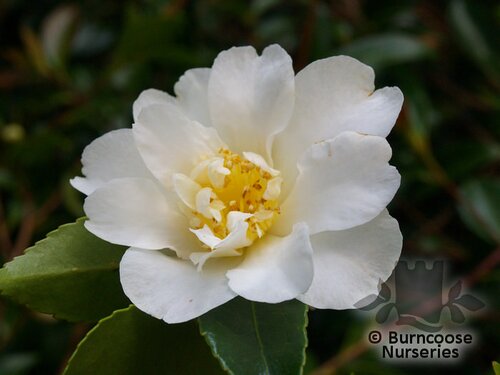 CAMELLIA 'Polar Ice'  