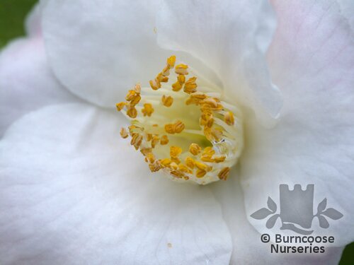 CAMELLIA 'Quintessence'  