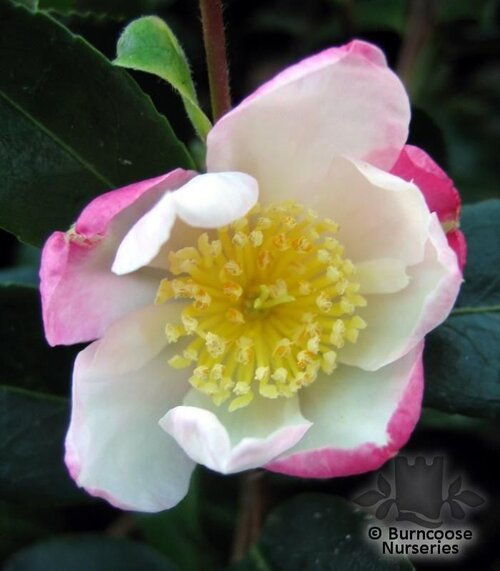 CAMELLIA 'Rainbow'  