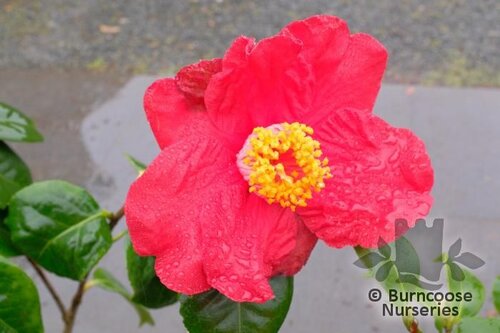 CAMELLIA 'Red Crystal'  