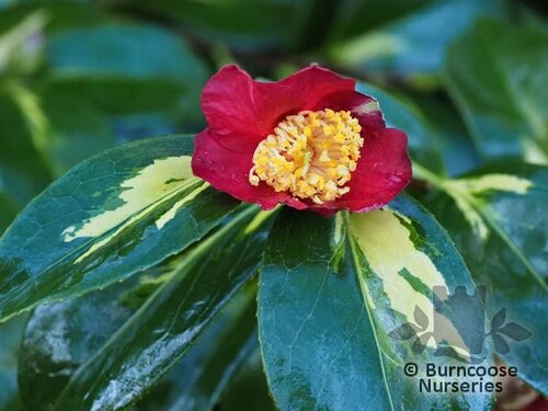 CAMELLIA 'Reigyoku'  